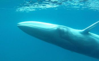 Omura Whale