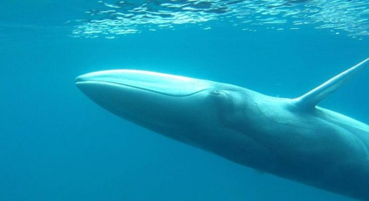 Omura Whale