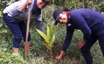 Rathnapura Tree Planting